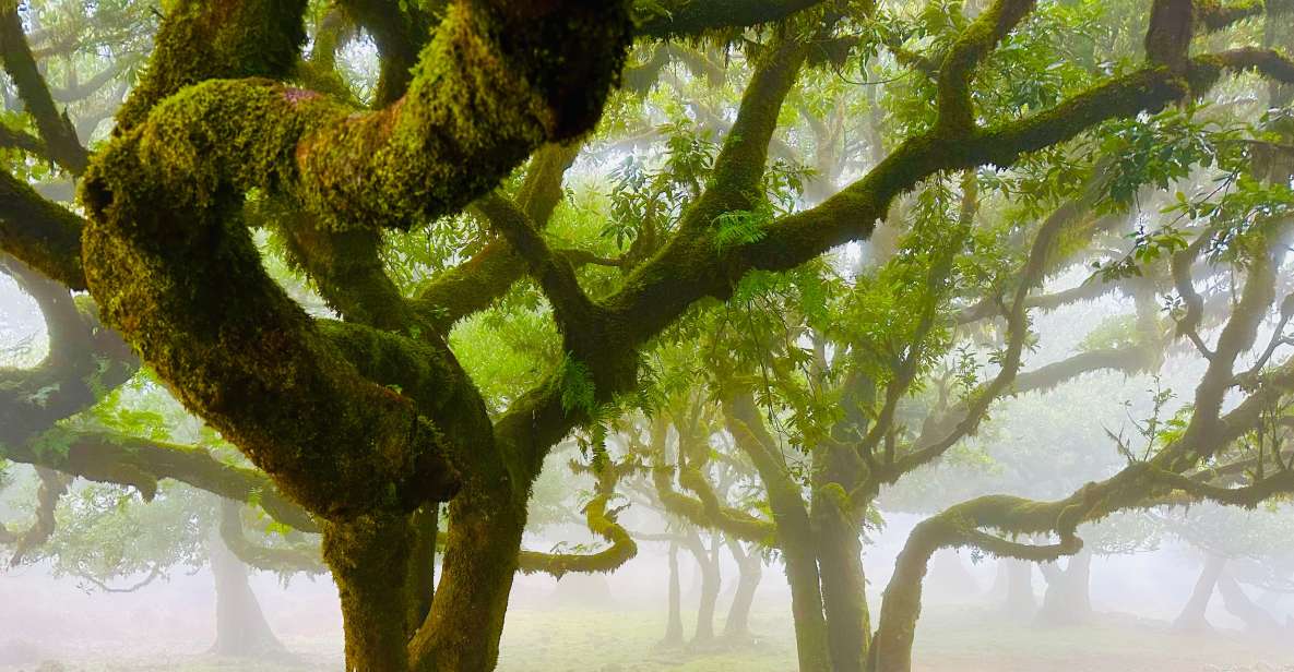 Madeira: Western Madeira Guided Trip & Fanal Mystic Forest - Itinerary Highlights