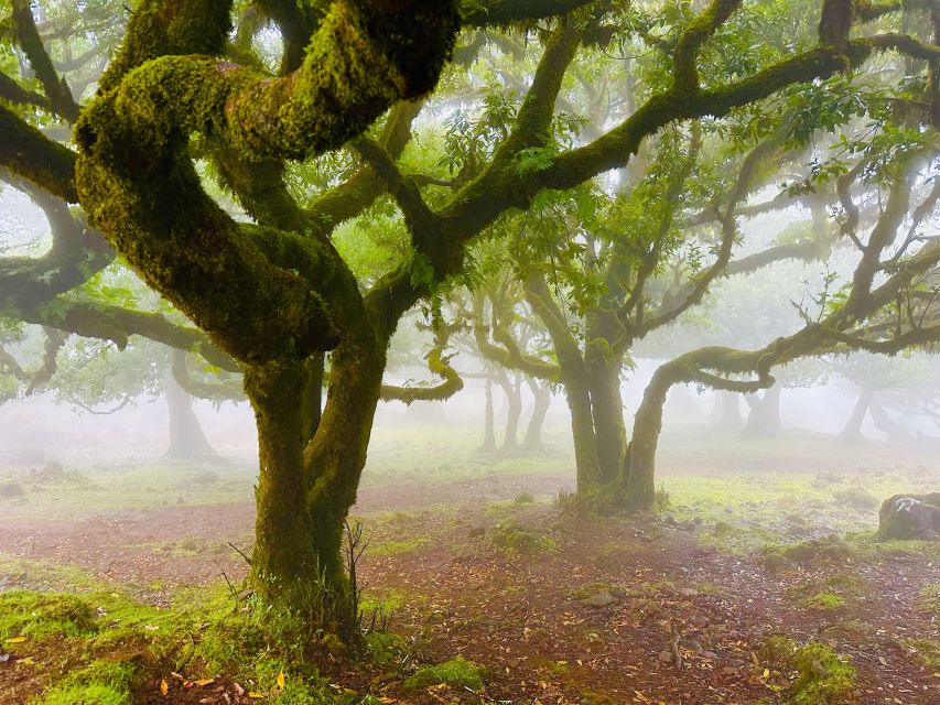 Madeira: Western Madeira Guided Trip & Fanal Mystic Forest - Inclusions and Exclusions