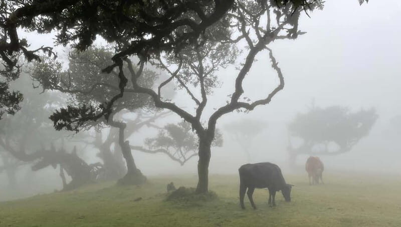 Madeira: Westside Achadas Cruz, Moniz, Seixal and Fanal - Key Points