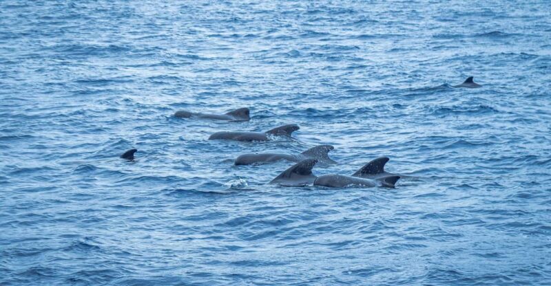 Madeira : Whales and Dolphins wooden boat excursion - What’s Included and What’s Not