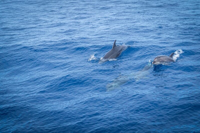 Madeira : Whales and Dolphins wooden boat excursion - The Experience Through Travelers’ Eyes