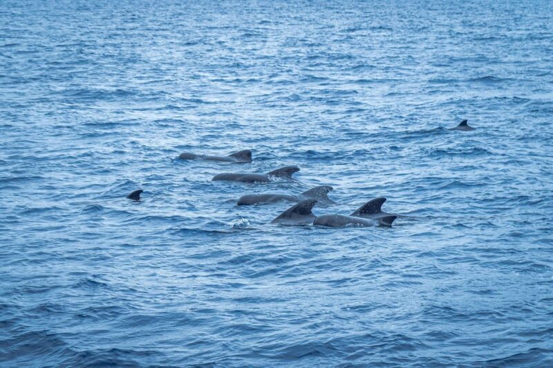 Madeira : Whales and Dolphins wooden boat excursion - Practical Details and Tips