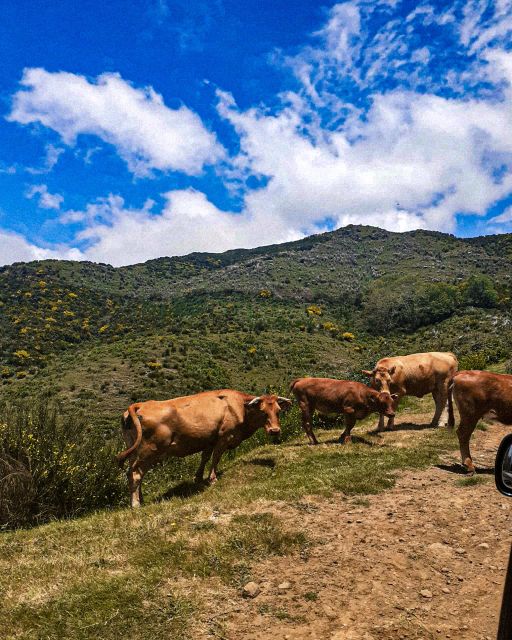 Madeira Wild West 4X4 Tour Safari - Swimming in Porto Moniz