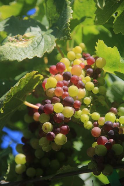 Madeira: Wine & Tapas, Cabo Girão Skywalk 4x4 Jeep Adventure - Madeira Guided Tour