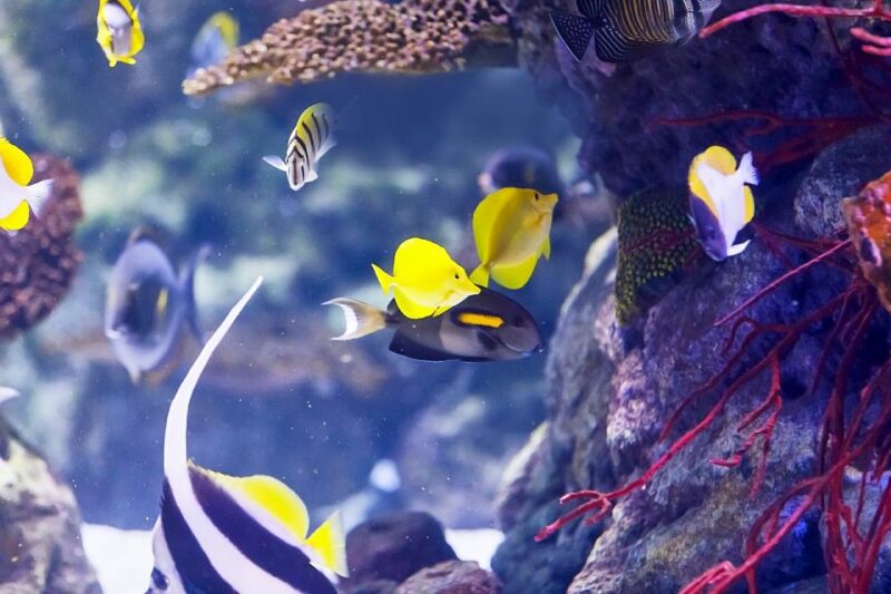 Madrid: Atlantis Aquarium Entry Ticket - Good To Know