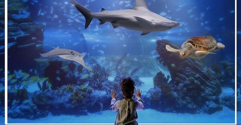 Madrid: Atlantis Aquarium Entry Ticket - Experience Highlights