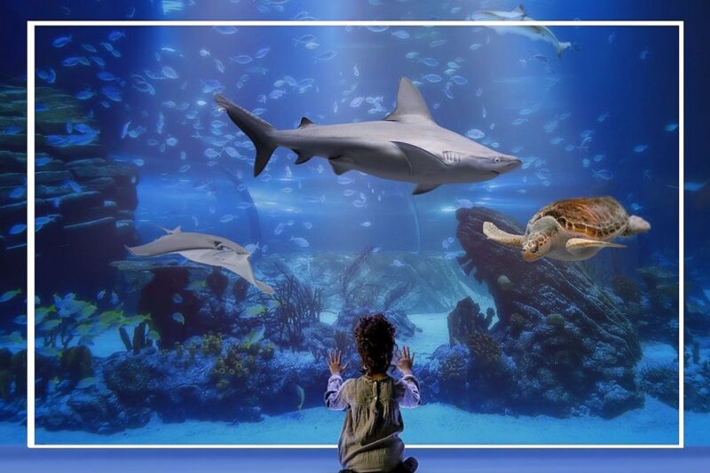 Madrid: Atlantis Aquarium Entry Ticket - Aquarium Details