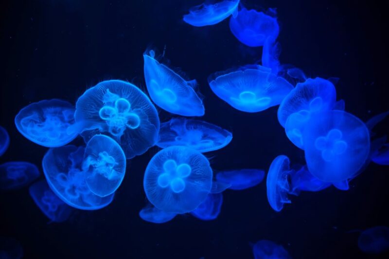 Madrid: Atlantis Aquarium Entry Ticket - Visitor Guidelines
