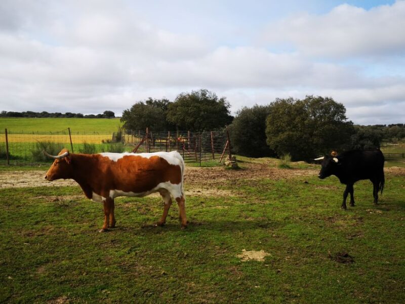 Madrid: Half-Day Bull Breeding Farm Tour - Tour Highlights