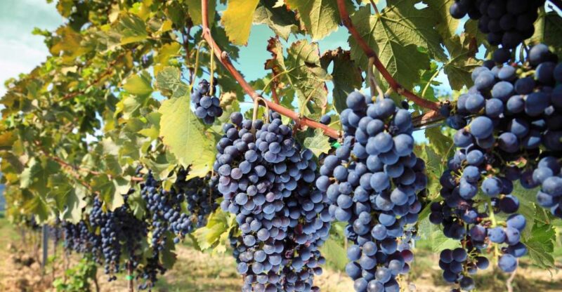 Madrid: Half-Day Winery Tour With Tasting - Tour Overview