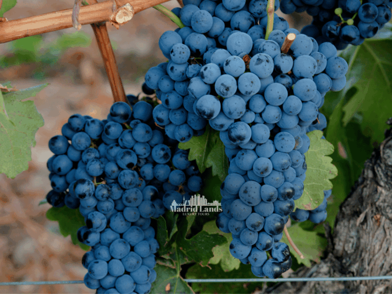 Madrid: Luxury Winner and Ribera Del Duero Tour - Culinary Experience