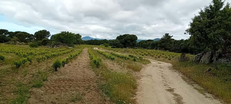 Madrid Wine Tour: Visit Two Wineries with Tastings - FAQs