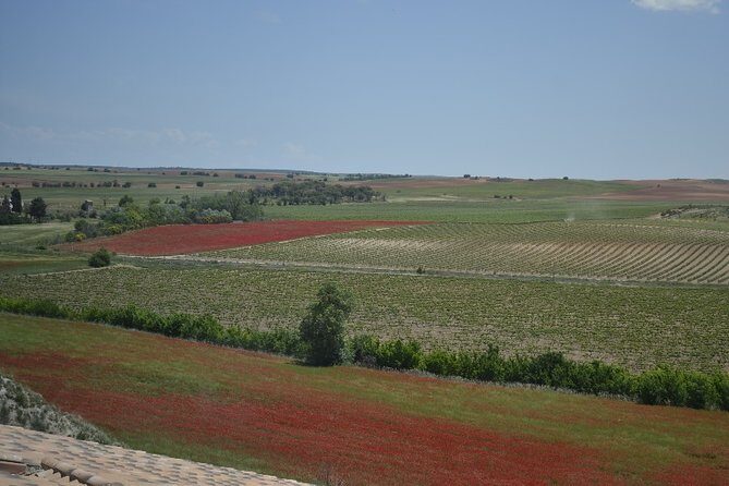 Madrid Wineries Private Tour with Hotel Pickup and Lunch - Who Will Benefit Most?