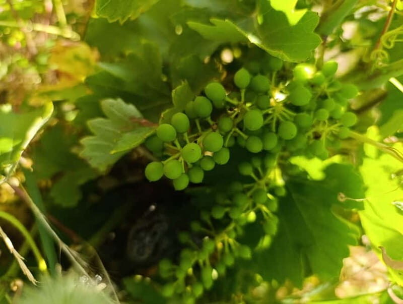 Madrid Winery Tour with Tasting & Sommelier Guide - FAQs