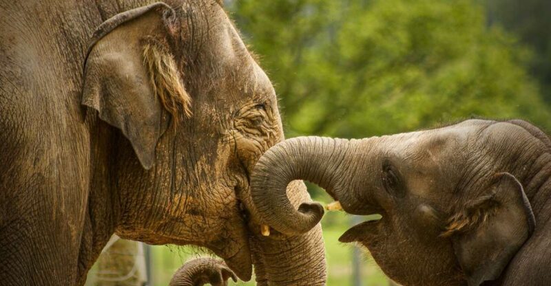 Madrid: Zoo Aquarium Madrid Ticket - Experience Highlights