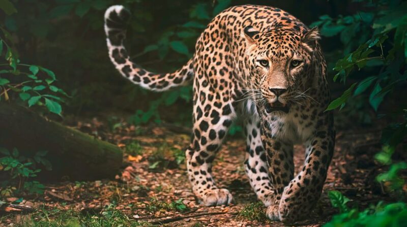 Madrid: Zoo Aquarium Madrid Ticket - Visitor Recommendations