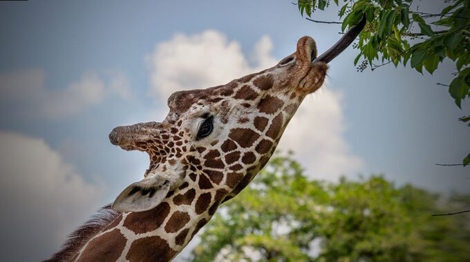 Madrid: Zoo Aquarium Madrid Ticket - Conservation and Learning Opportunities