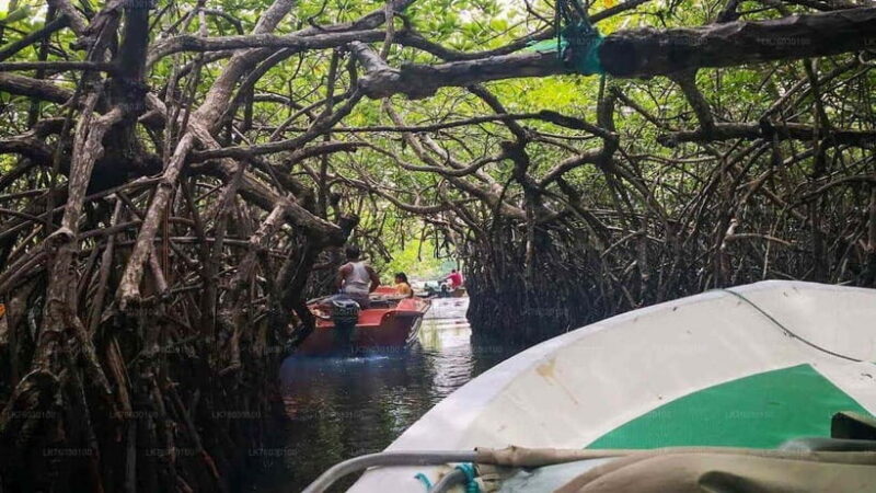 Madu River Boat Safari: A Journey Through Nature's Paradise - An In-Depth Look at the Madu River Boat Safari