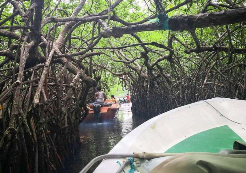 Madu River Boat Safari - An In-Depth Look at the Madu River Boat Safari