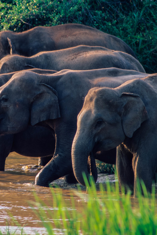 Maduru Oya National Park Private Safari With Naturalist - Good To Know