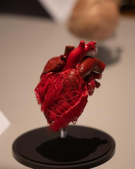 Magdeburg: Ticket for the BODY WORLDS exhibition - Educational Value and Practical Insights