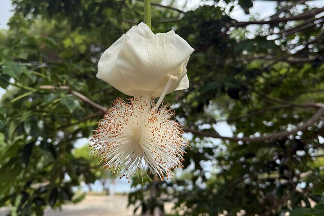 Magens Bay Nature Walk & premium hands-free Hobie Kayak Adventure - Why Travelers Love This Tour