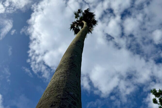 Magens Bay Nature Walk & premium hands-free Hobie Kayak Adventure - The Sum Up: Who Will Enjoy This Tour?