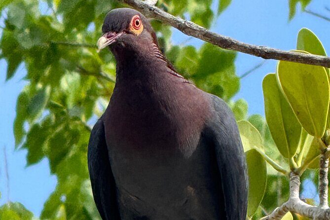 Magens Bay Nature Walk & premium hands-free Hobie Kayak Adventure - FAQ