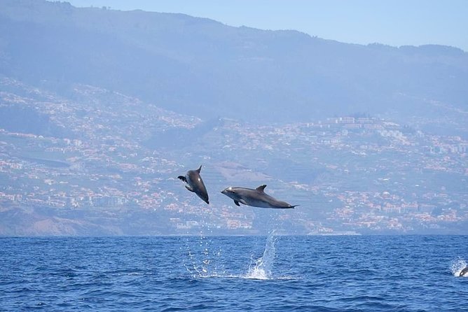 Magic Dolphin Celebrity - Unforgettable Experiences