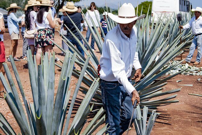 Magic Town Tequila and Agave Fields - Key Points