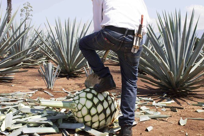 Magic Town Tequila and Agave Fields - Exploring the Agave Fields and Tequila Town