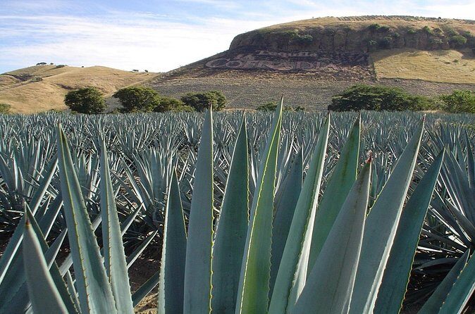 Magic Town Tequila and Agave Fields - Final Thoughts