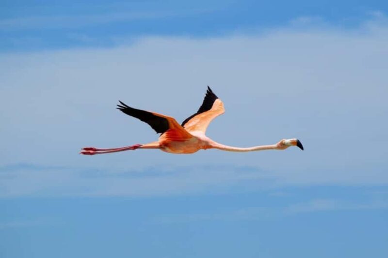 Magical Sunrise on Holbox Island VIP - Coffee & Light Breakfast - An Authentic Sunrise Experience on Holbox