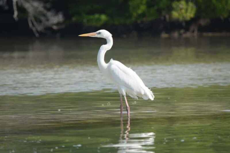 Magical Sunrise on Holbox Island VIP - Coffee & Light Breakfast - What Travelers Can Expect