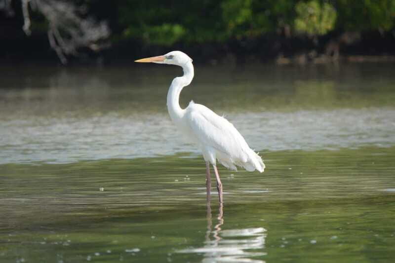 Magical Sunrise on Holbox Island VIP - Coffee & Light Breakfast - Practical Details and Considerations