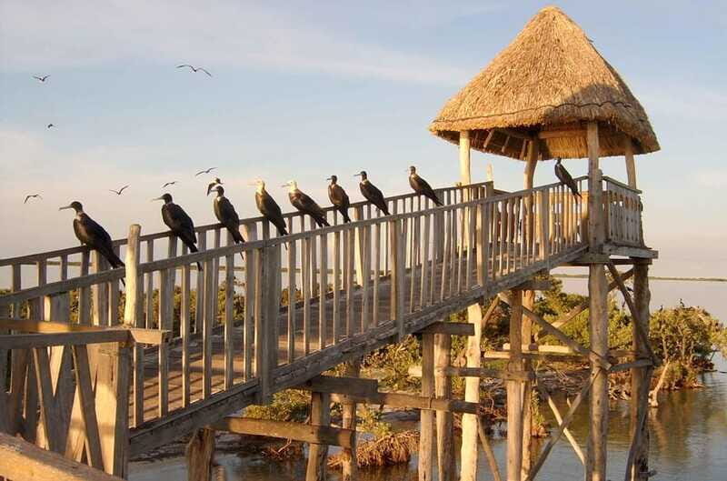 Magical Sunrise on Holbox Island VIP - Coffee & Light Breakfast - Final Thoughts: Who Is This Tour Best For?