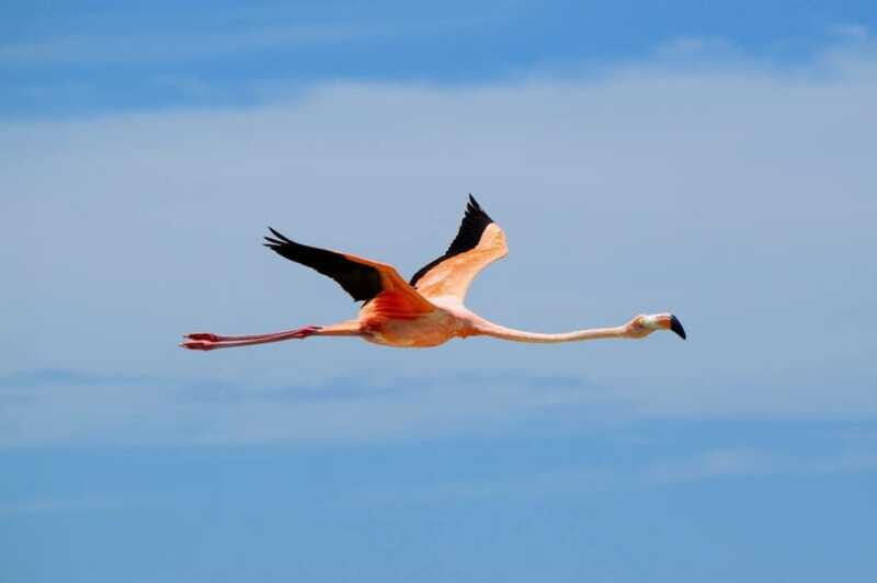 Magical Sunrise on Holbox Island VIP - Coffee & Light Breakfast - FAQ