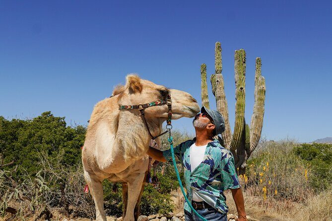 Magical Todos Santos Tour, Camel ranch, Lunch & Tequila - Introduction