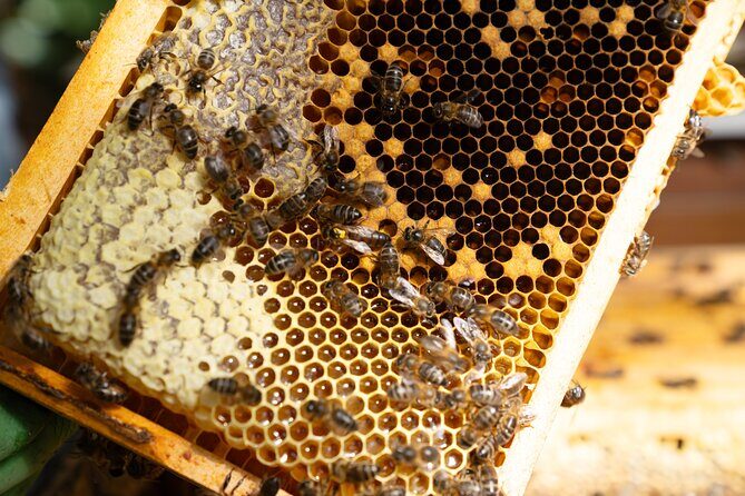 Magical World of Beekeeping on São Miguel Azores Private Tour - Authentic Insights from Past Participants