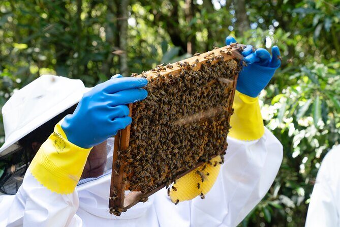 Magical World of Beekeeping on São Miguel Azores Private Tour - Final Thoughts