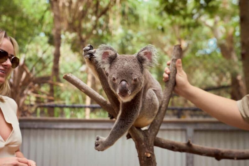 Magnetic Island: Breakfast with Koalas Experience - Is It Worth the Cost?