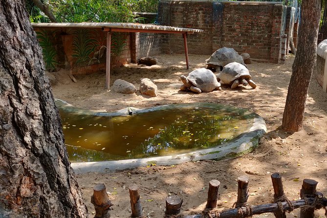 Mahabalipuram and Madras Crocodile Bank Trip From Chennai Wtih Lunch,Transport - Travel Tips