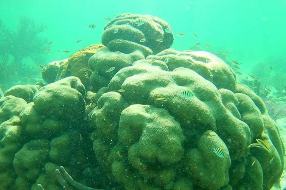 Mahahual: Costa Maya Snorkeling Adventure by Boat - Key Points