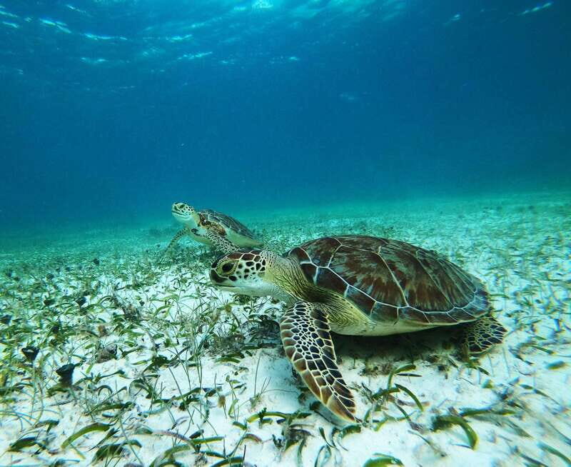 Mahahual: Snorkel Tour in Reef Lagoon - FAQs