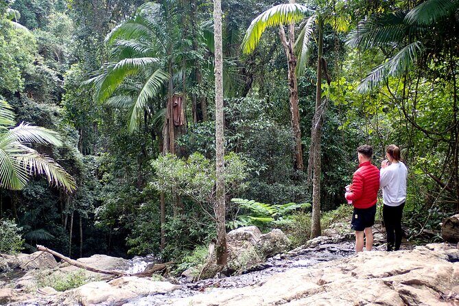 Maiala Rainforest Tour - Key Points
