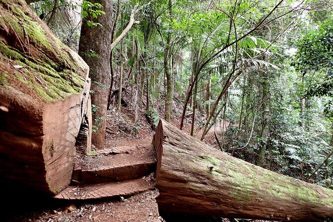 Maiala Rainforest Tour - Introduction: Why Choose This Tour?