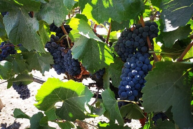 Main Winery of Chile Plus Bahai Temple of South America Day Tour - Customer Feedback