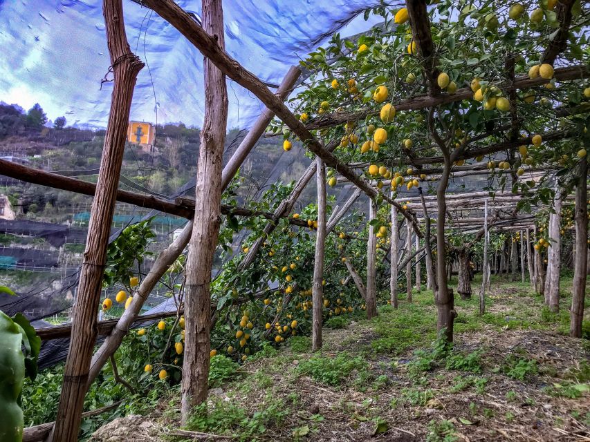 Maiori: Amalfi Coast Path of the Lemon private walking tour - Pricing and Value
