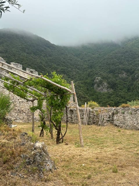 Maiori: Guided Visit to the Thoro Plano Castle and Tastings - Key Points