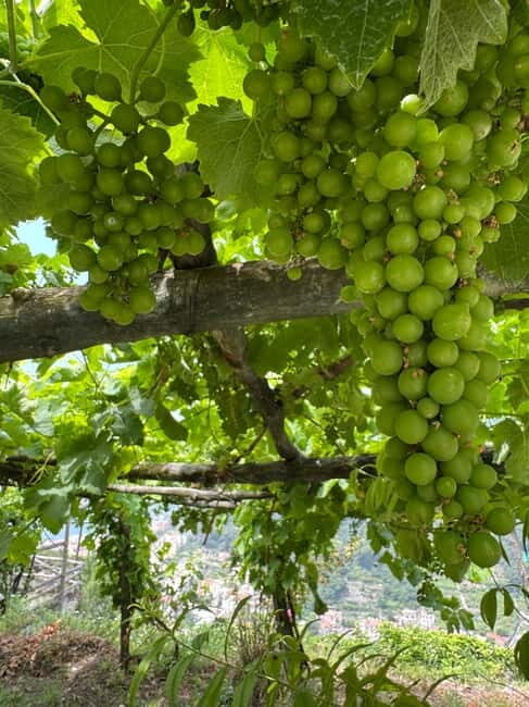 Maiori: Hiking Tour to A Lemon Farm with Lemon Tastings - Key Points